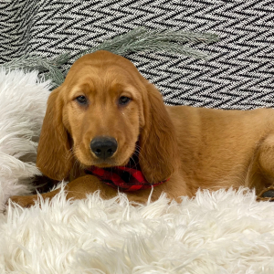 Golden Retriever Puppy Marvel