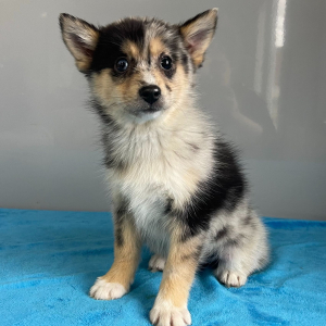 Pomsky Puppy Wanita