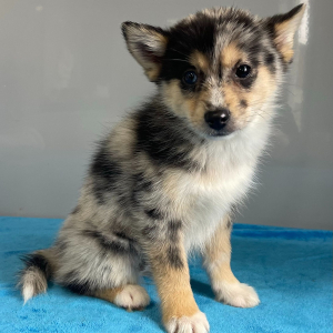 Pomsky Puppy Wanita