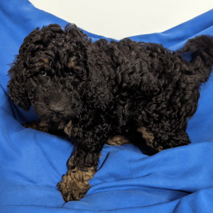 Labradoodle Puppy Clay
