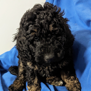 Labradoodle Puppy Clay