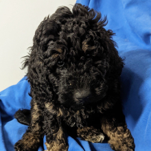 Labradoodle Puppy Clay