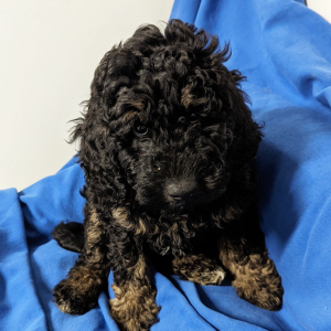 Labradoodle Puppy Clay