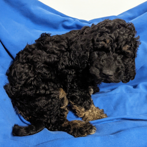 Labradoodle Puppy Clay