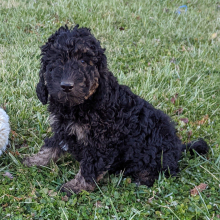 Labradoodle Puppy Clay
