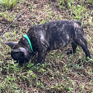 French Bulldog Puppy Tony