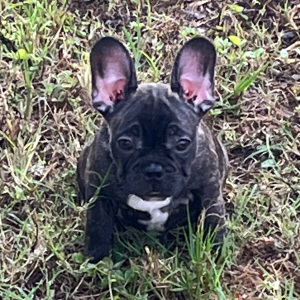 French Bulldog Puppy Tony
