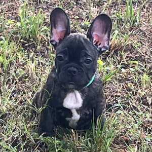 French Bulldog Puppy Tony