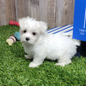 Maltese Puppy Pablo