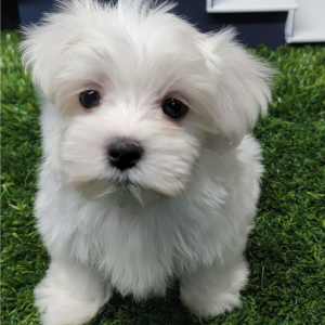 Maltese Puppy Pablo