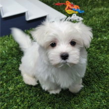 Maltese Puppy Pablo