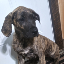 Great Dane Puppy Lassy