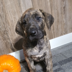Great Dane Puppy Lassy
