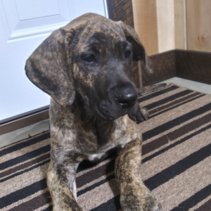 Great Dane Puppy Lassy