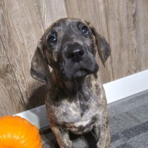 Great Dane Puppy Lassy