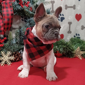 French Bulldog Puppy Luna