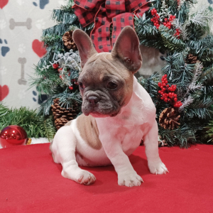 French Bulldog Puppy Luna