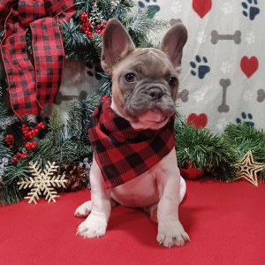 French Bulldog Puppy Luna
