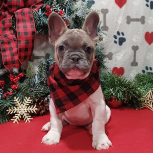 French Bulldog Puppy Luna
