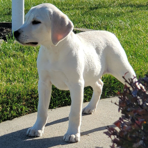 Labrador Retriever Puppy AnnaBelle