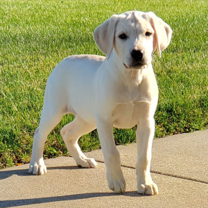Labrador Retriever Puppy AnnaBelle