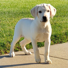 Labrador Retriever Puppy AnnaBelle