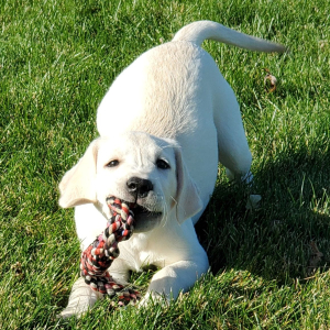 Labrador Retriever Puppy AnnaBelle