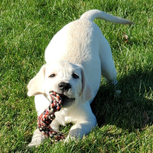 Labrador Retriever Puppy AnnaBelle