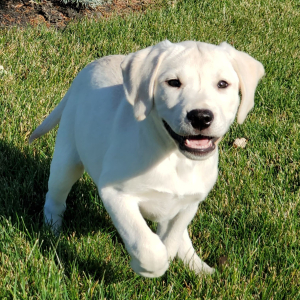 Labrador Retriever Puppy AnnaBelle