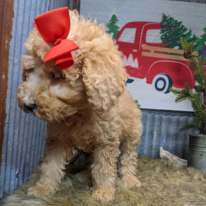 Goldendoodle Puppy Peanut