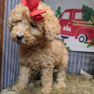 Goldendoodle Puppy Peanut