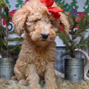 Goldendoodle Puppy Peanut