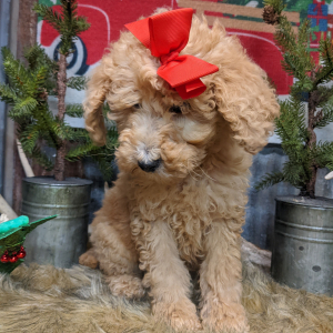 Goldendoodle Puppy Peanut