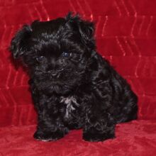 Miniature Schnauzer Puppy Allie