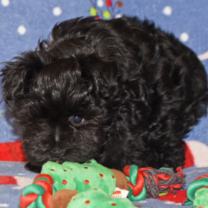 Miniature Schnauzer Puppy Allie