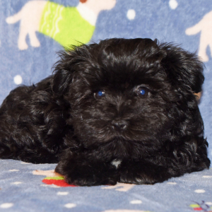 Miniature Schnauzer Puppy Allie