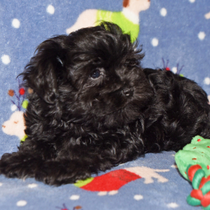 Miniature Schnauzer Puppy Allie