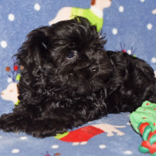 Miniature Schnauzer Puppy Allie