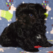 Miniature Schnauzer Puppy Allie