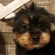 Yorkshire Terrier Puppy Roger