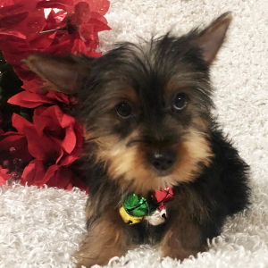 Yorkshire Terrier Puppy Roger