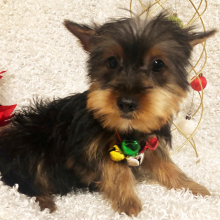 Yorkshire Terrier Puppy Roger