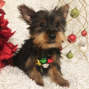 Yorkshire Terrier Puppy Roger