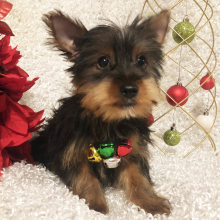 Yorkshire Terrier Puppy Roger