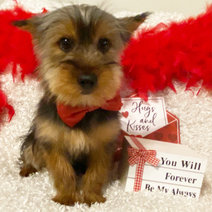 Yorkshire Terrier Puppy Roger