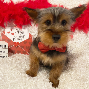 Yorkshire Terrier Puppy Roger