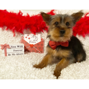Yorkshire Terrier Puppy Roger