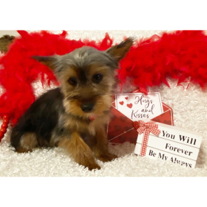 Yorkshire Terrier Puppy Roger