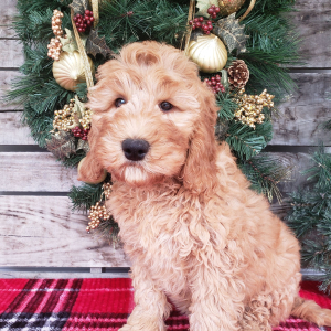 Goldendoodle Puppy Gigi
