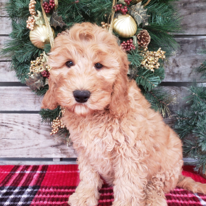 Goldendoodle Puppy Gigi